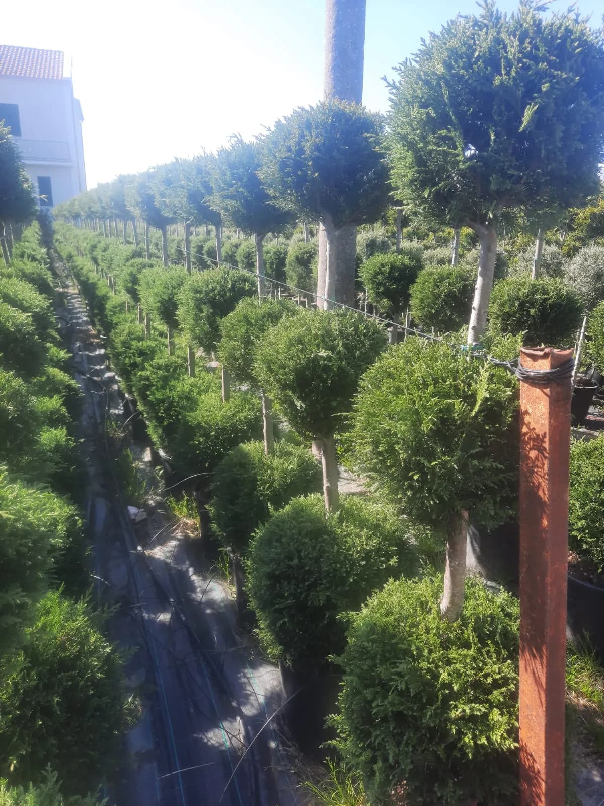 Plante decorative Green Decoratives