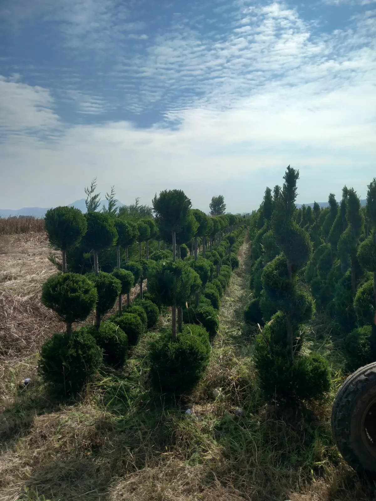 Plante decorative Green Decoratives