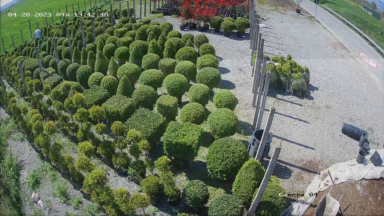 Plante decorative Green Decoratives