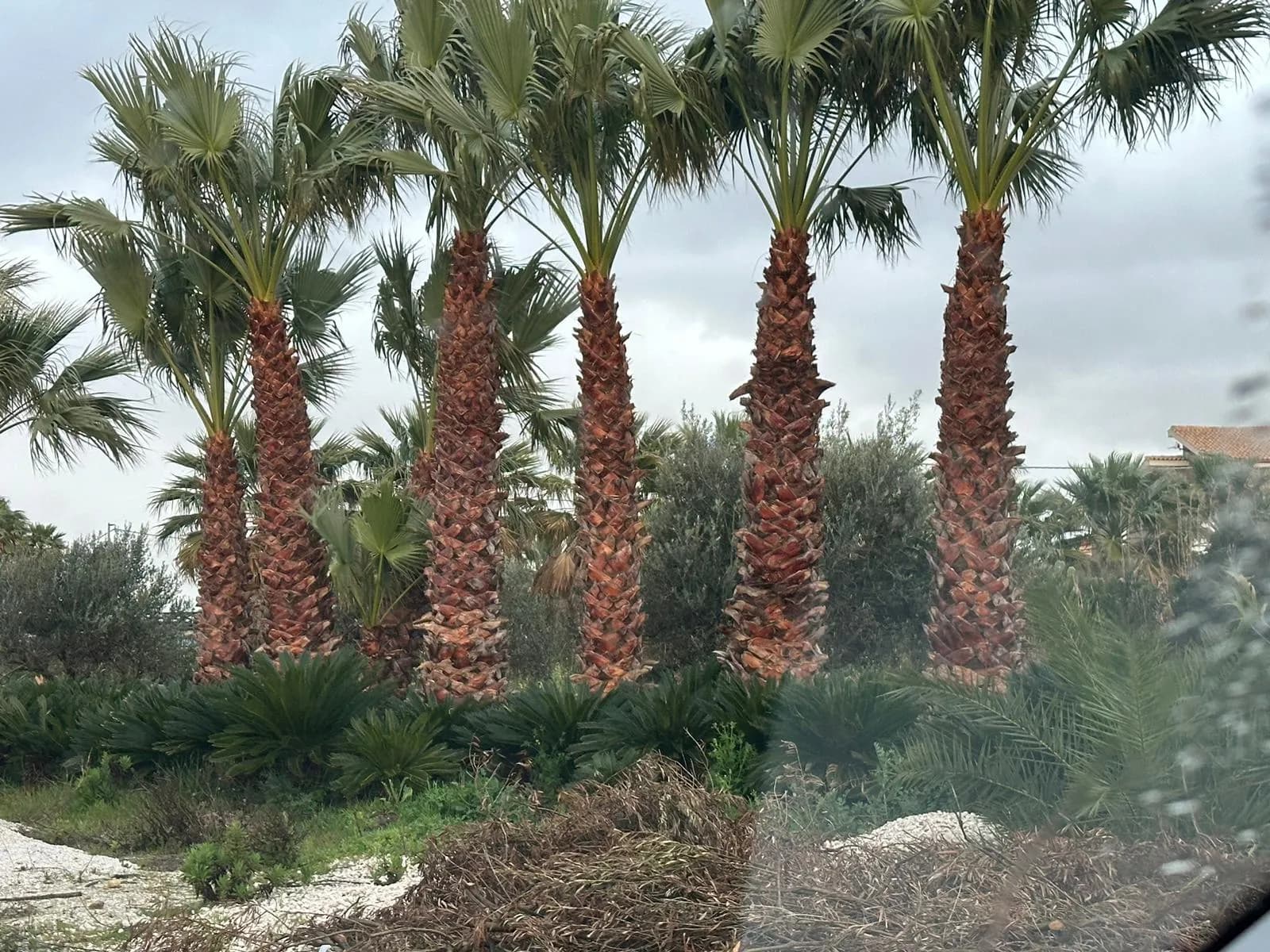Plante decorative Green Decoratives
