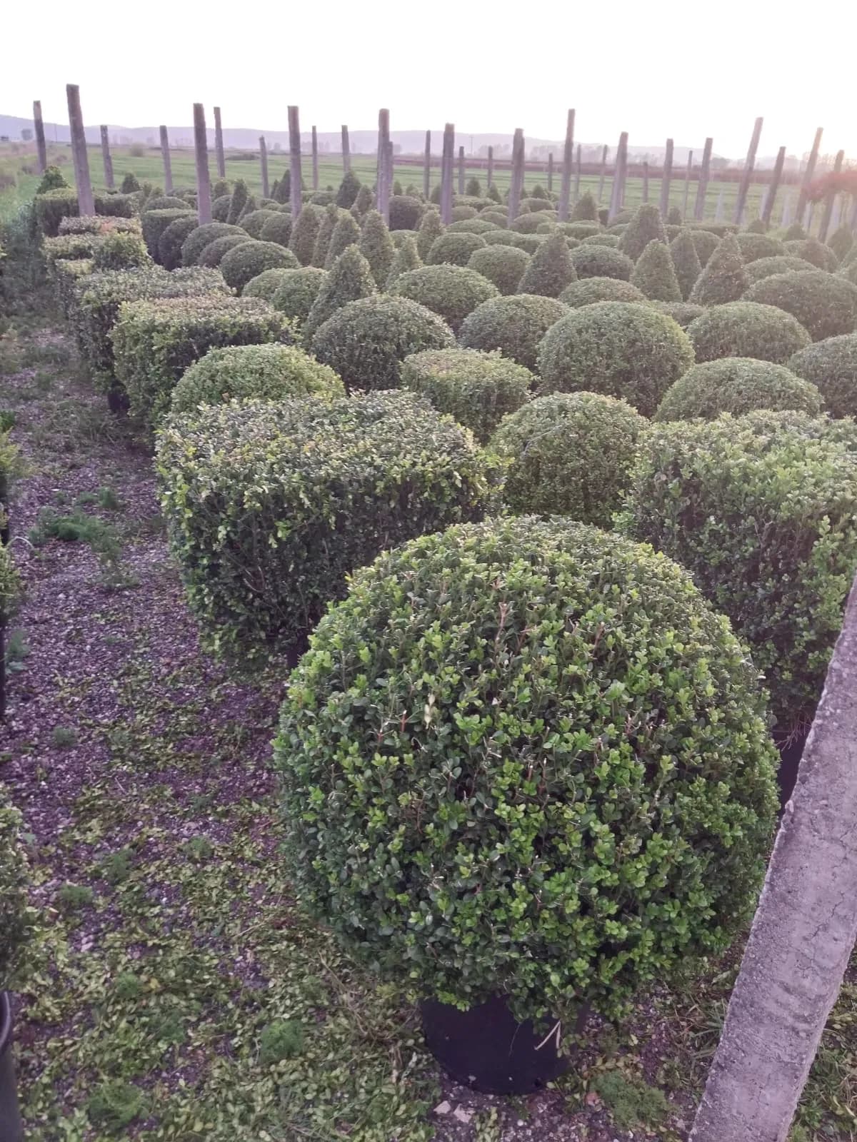 Plante decorative Green Decoratives