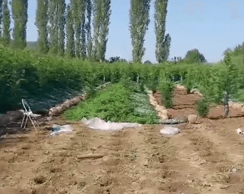 Frumusețe de la ferma noastră - în spațiile tale deschise