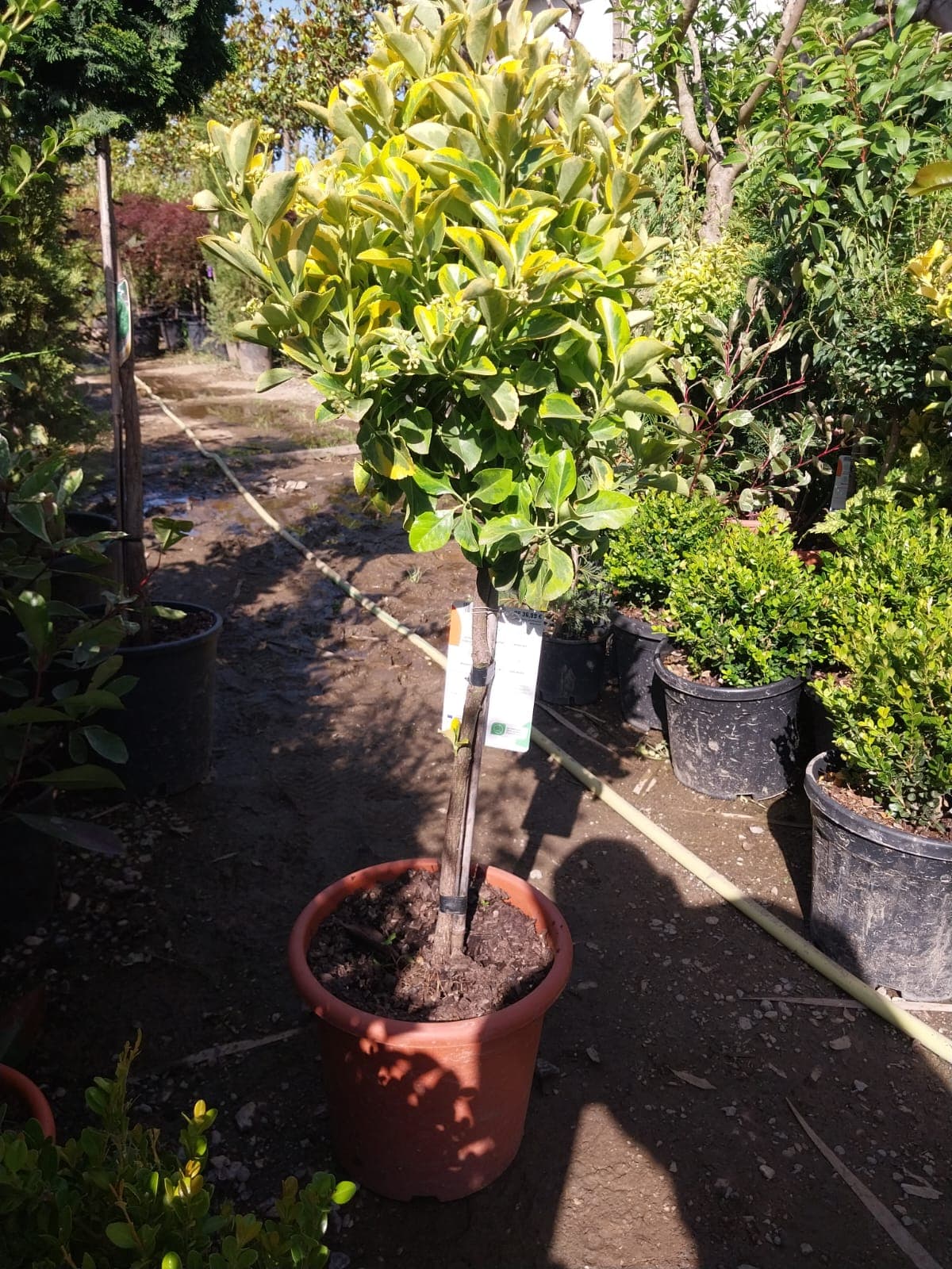 Euonymus