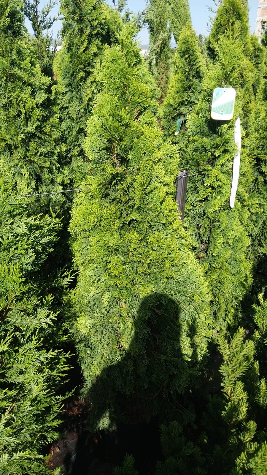 Thuja occidentalis