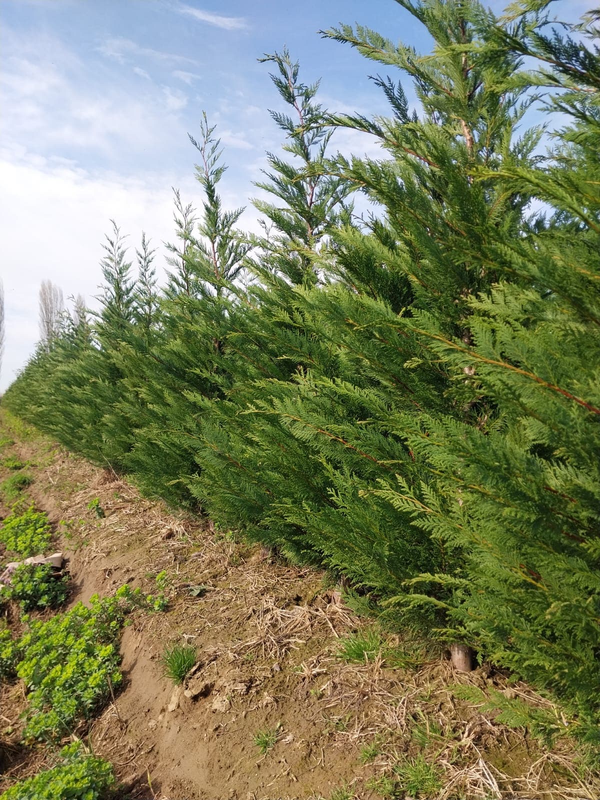Leylandii Green 2,8 metri